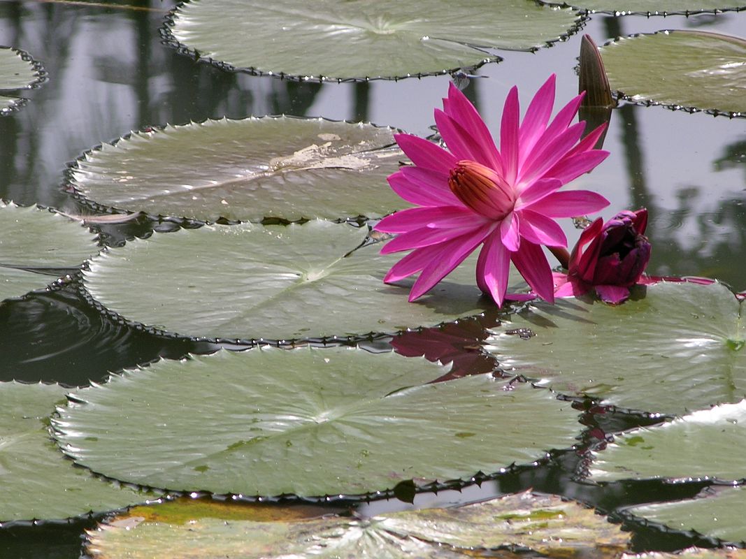 Singapore 05 02 Singapore Botanic Gardens Sacred Lotus with Red Flower